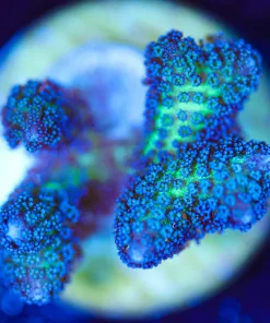 Wysiwyg Birds Of Paradise Frag [F207]