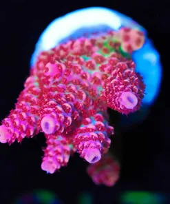 Wysiwyg Top Shelf Aquatics Princess Peach [F207]