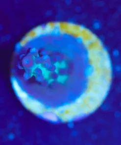 Wysiwyg Acropora Frag [F208]