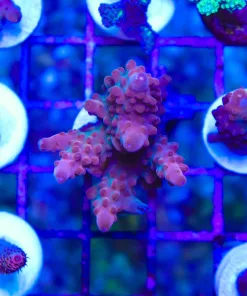 Wysiwyg Massive Red Granulosa Frag [F209] *Free Shipping ! Minimum $249 livestock spend*