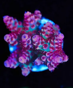 Wysiwyg ORA Red Planet [F209]