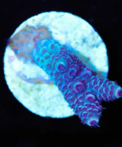 Wysiwyg Small Acropora Frag [F211]