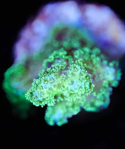 Wysiwyg Small Pocillipora Frag [F213]