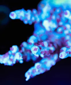 Wysiwyg Red Velvet Cake Acropora Frag [F214]