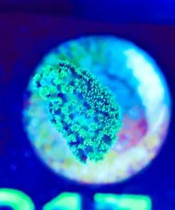 Wysiwyg Small Acropora Frag [F214]