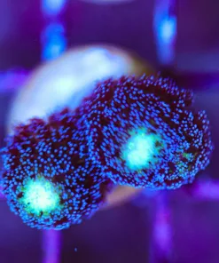 Wysiwyg Purple Milka Stylophora [F215]