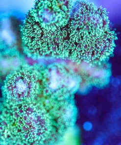 Wysiwyg Jason Foxx Jelly Belly Pocillipora [F216]