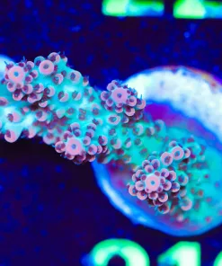 Wysiwyg Tabling Thunder Acropora Frag [F217]