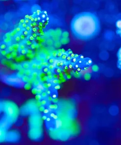 Wysiwyg XL Purple Bonsai Acropora [F218]