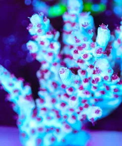 Wysiwyg Red Velvet Cake Acropora Frag [F219]