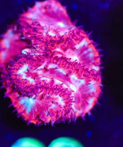 Wysiwyg Cherri Pie Blastomussa [F22]