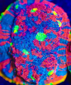 Wysiwyg Large Ultra Rainbow Dynamtine Chalice [F22] *Free Shipping !*