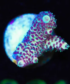 Wysiwyg Acropora Frag [F220]