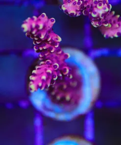 Wysiwyg Reef Raft Pink Caddilac [F221] *Free Shipping ! Minimum $249 livestock spend*