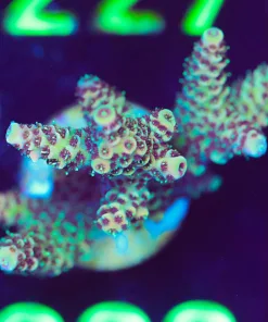 Wysiwyg Large Acropora Frag [F221]