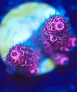 Wysiwyg Raspberry Millepora Frag [F222]