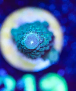 Wysiwyg Acropora Humilis [F223]