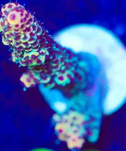 Wysiwyg Millepora Frag [F224]