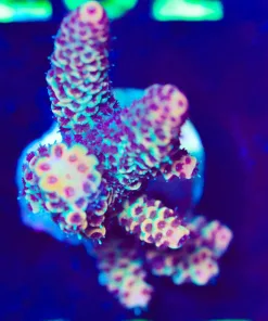 Wysiwyg Millepora Frag [F226]