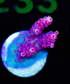 Wysiwyg ORA Red Planet Frag [F227]