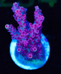 Wysiwyg ORA Red Planet Frag [F228]