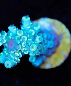 Wysiwyg Acropora Tenuis Frag [F229]