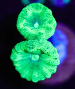 Wysiwyg Electric Trumpet Coral [F23]