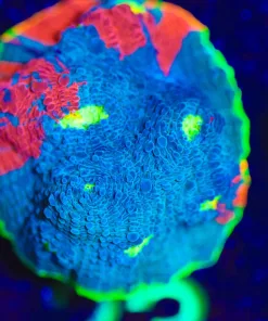 Wysiwyg Ultra Rainbow Dynamtine Chalice [F23]