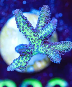 Wysiwyg Birds Of Paradise Frag [F230]