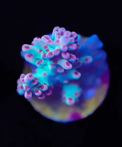 Wysiwyg Acropora Frag [F231]