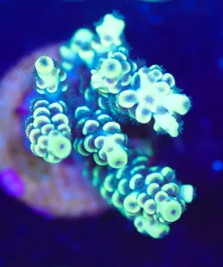 Wysiwyg X Men Frag [F232]