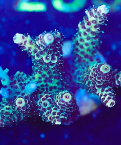 Wysiwyg Large Miellpora Frag [F233]