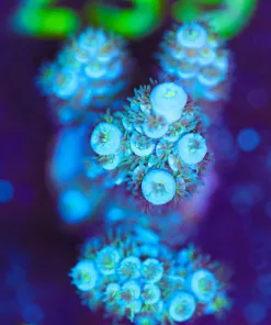 Wysiwyg Large Blue Gorilla Tenuis Frag [F234]