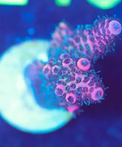Wysiwyg Acropora Millepora [F234]