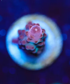 Wysiwyg Red Acropora Frag [F235]