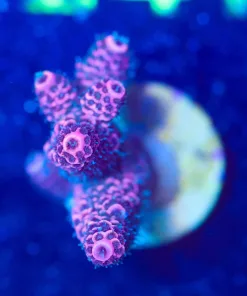 Wysiwyg Acropora Millepora [F235]