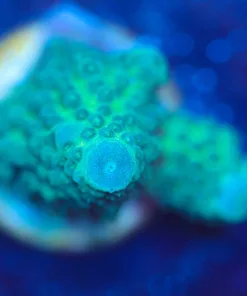 Wysiwyg Acropora Humilis Small Frag [F236]