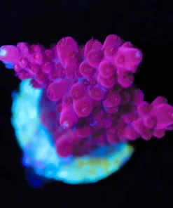 Wysiwyg Strawberry Fields [F236]