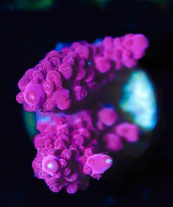 Wysiwyg Strawberry Fields [F238] *Free Shipping ! Minimum $199 livestock spend*