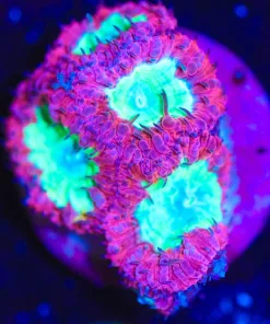 Wysiwyg Glowing Blastomussa [F24]