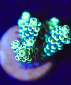 Wysiwyg Xmen Acropora [F240]