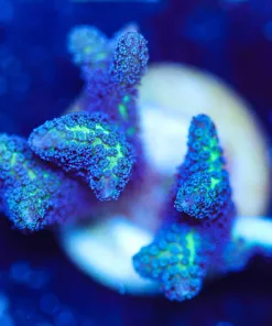 Wysiwyg Birds Of Paradise Frag [F241]