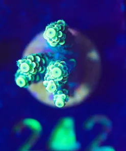 Wysiwyg Xmen Acropora [F241]