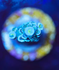 Wysiwyg Acropora Frag [F242]