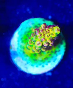 Wysiwyg Ragnarock [F242]