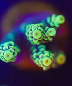 Wysiwyg Xmen Tenuis [F246]