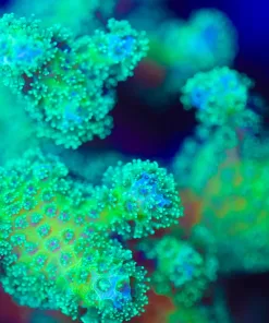 Wysiwyg Massive highlighter Pocillipora Frag [F247]