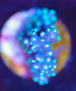 Wysiwyg Blue Dream Frag [F248]