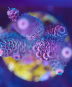 Wysiwyg Miellpora Frag [F249]