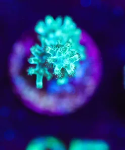 Wysiwyg Green leather coral [F25]